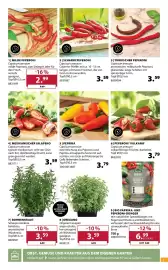 Dehner Prospekt woche 19 Seite 7