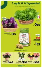 Volantino Ipercoop Radenza Pagina 33