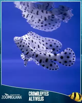 Zoomiguana (valido fino al 23-05)