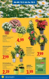 Lidl Flugblatt woche 20 Seite 30