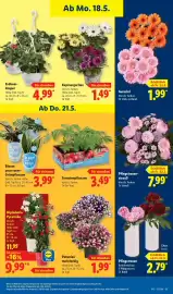 Lidl Prospekt Seite 71