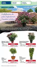 METRO Prospekt woche 20 Seite 37
