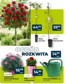 Mrówka gazetka Strona 2
