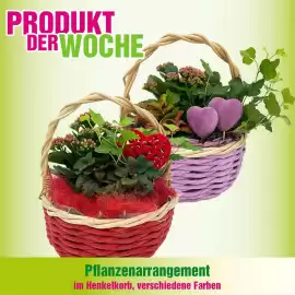 Blumen B&B Flugblatt Seite 10