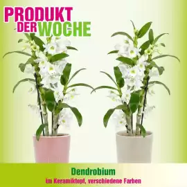 Blumen B&B Flugblatt Seite 3