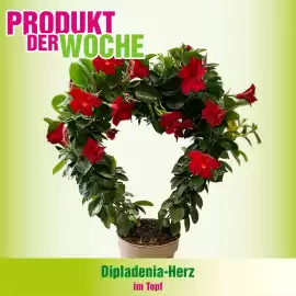 Blumen B&B Flugblatt Seite 7