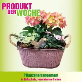 Blumen B&B Flugblatt Seite 8