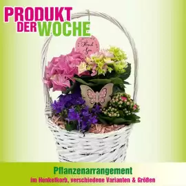 Blumen B&B Flugblatt Seite 9