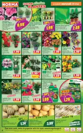 Catalogue Norma semaine 21 page 4