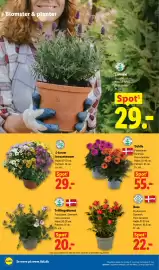 Lidl tilbudsavis uge 21 Side 31