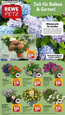 REWE PETZ (gültig bis 16-05)