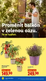Lidl leták Strana 34