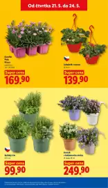 Lidl leták Strana 35