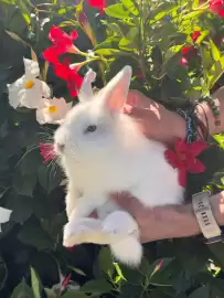 Volantino Florarici Pagina 4