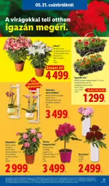 Lidl akciós újság hét 21 Oldal 21
