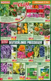 Norma Prospekt woche 22 Seite 12