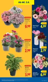 Lidl Prospekt woche 23 Seite 69