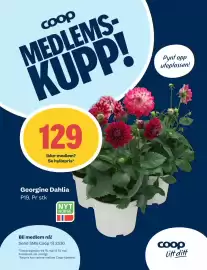 Matkroken kundeavis uke 21 Side 11