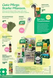 Bellaflora Flugblatt Seite 4