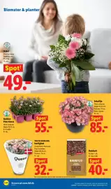 Lidl tilbudsavis Side 36