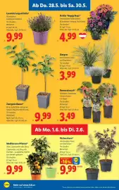 Lidl Flugblatt woche 22 Seite 28