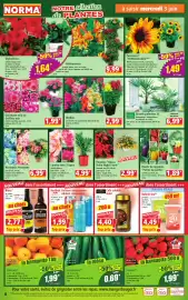 Catalogue Norma semaine 23 page 4