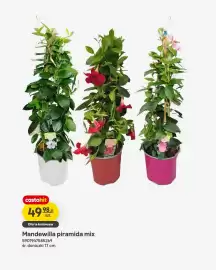 Castorama gazetka Strona 15