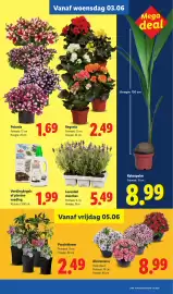 Lidl folder week 23 Pagina 25
