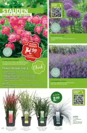 Blumen Risse Prospekt Seite 10