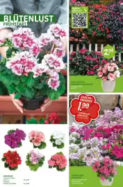 Blumen Risse Prospekt Seite 4