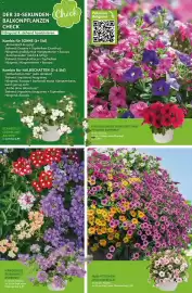 Blumen Risse Prospekt Seite 5