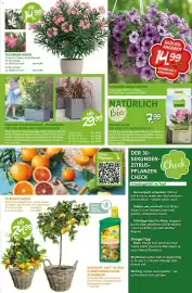 Blumen Risse Prospekt Seite 7