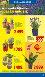 Lidl akciós újság hét 23 Oldal 19