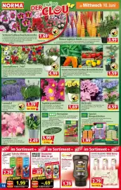 Norma Prospekt woche 24 Seite 14