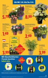 Lidl Flugblatt Seite 33