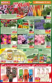 Norma Prospekt woche 24 Seite 14