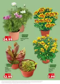 Kaufland gazetka tydzień 23 Strona 11