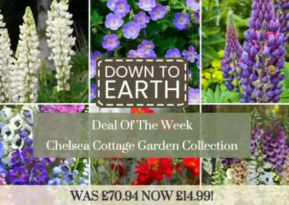 Dobbies (valid until 27-06)