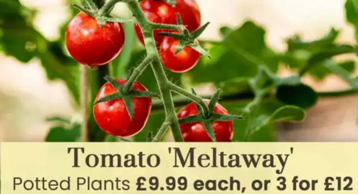 Dobbies (valid until 22-06)