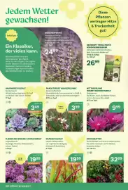 Bellaflora Flugblatt Seite 2