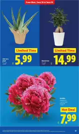 Lidl weekly ad week 24 Page 37