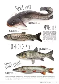 Jip leták Strana 12
