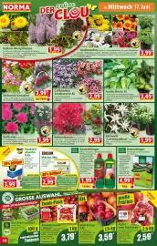 Norma Prospekt woche 25 Seite 14