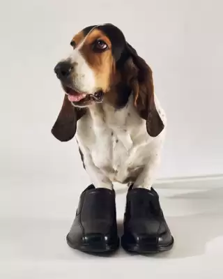 Hush Puppies (válido hasta 12-06)