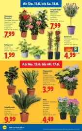 Lidl Flugblatt woche 24 Seite 34