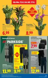 Lidl Flugblatt woche 24 Seite 36