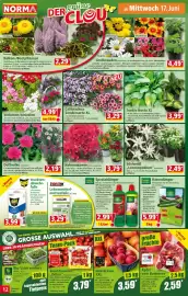 Norma Prospekt woche 25 Seite 12