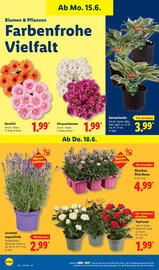 Lidl Prospekt Seite 74