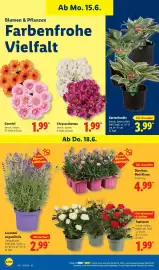 Lidl Prospekt Seite 74