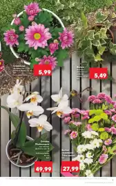 Catalog Kaufland săptămâna 24 Pagină 9